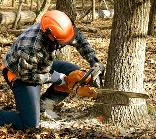 Tree Removal in Belmont, VT